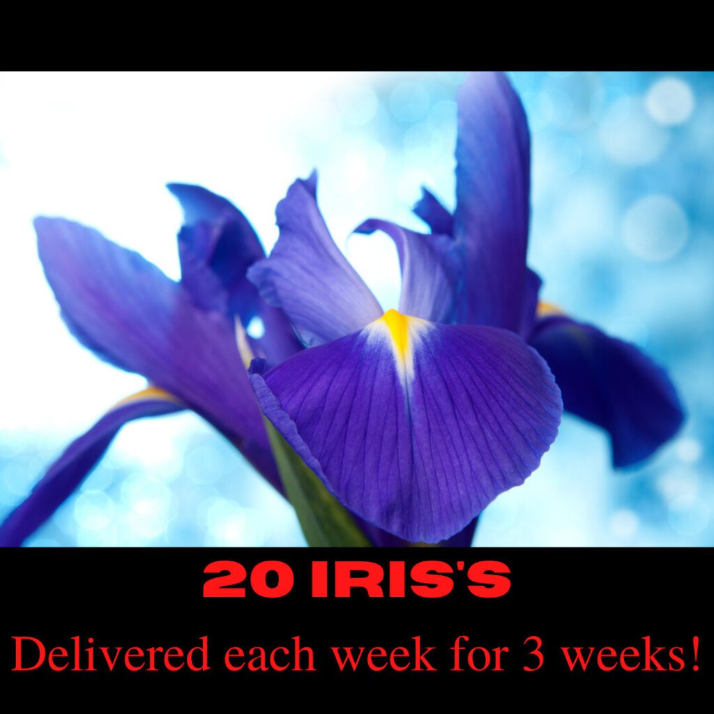 3 Week Iris Subscription - 20 Iris's