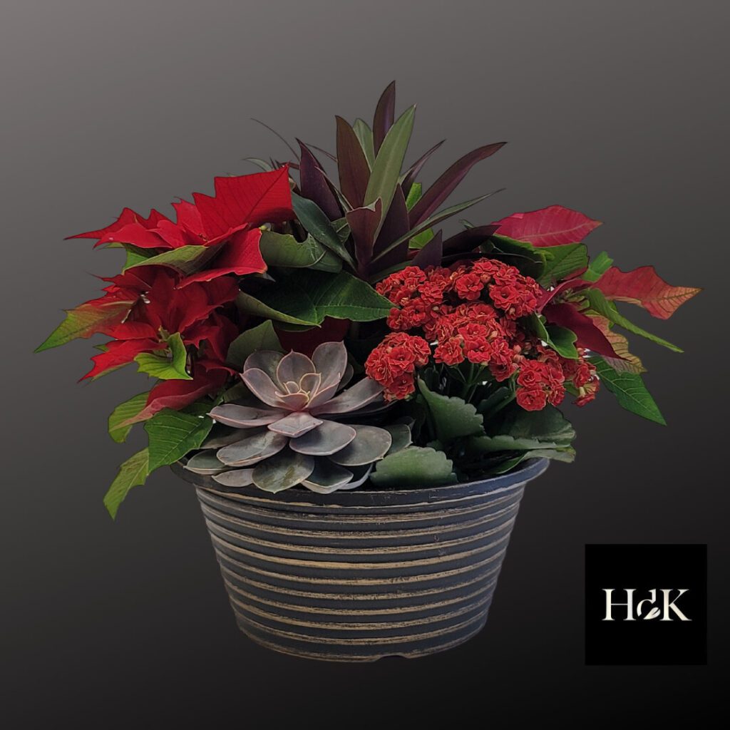 Mixed Poinsettia Planter